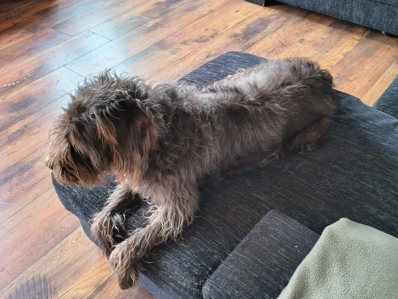 Billede 4 - Brun Labrador/Tysk ruhåret Hønsehund (Rulabber)