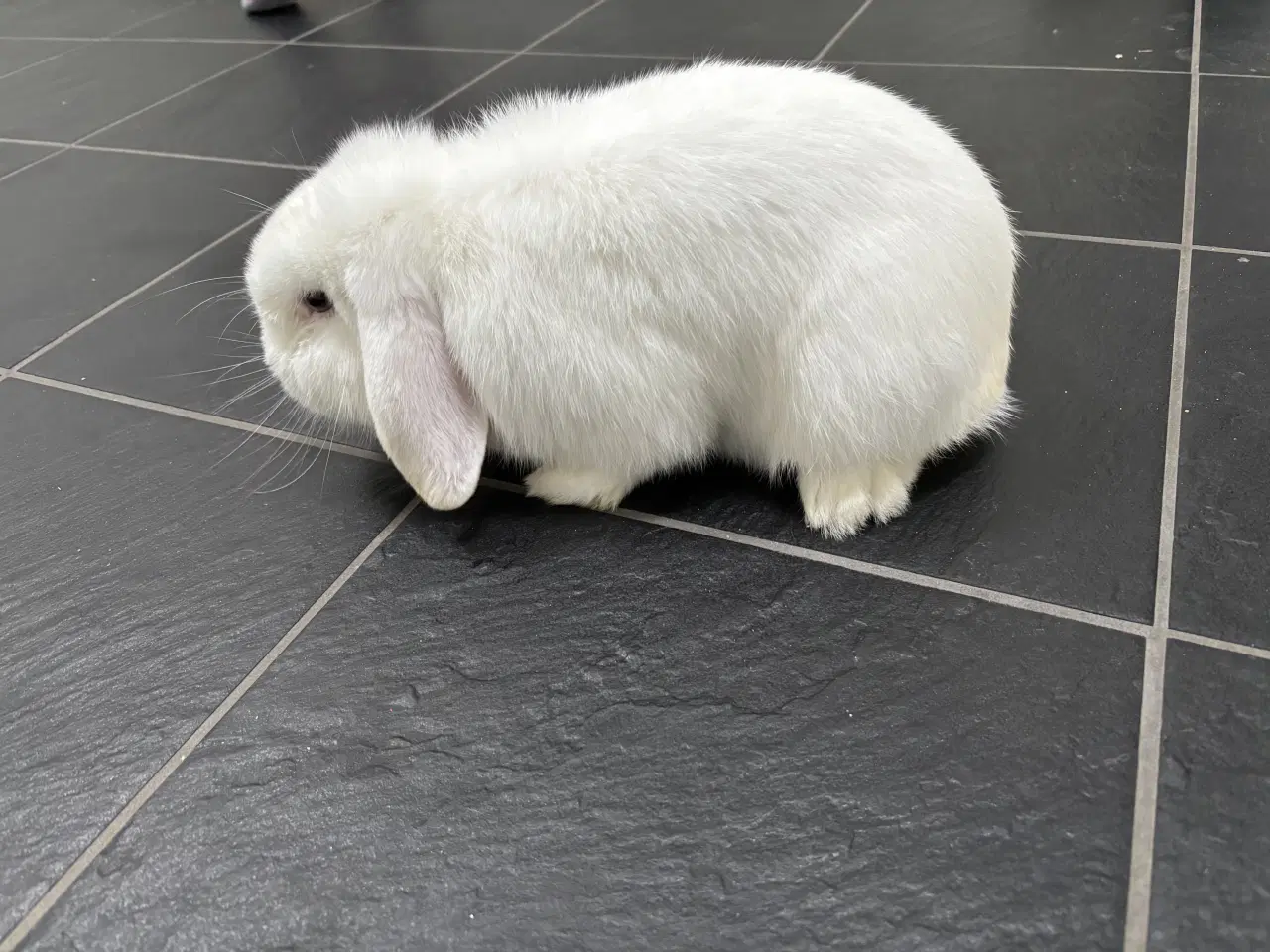 Billede 4 - Hvid Minilop han kanin på 1 år søger nyt hjem