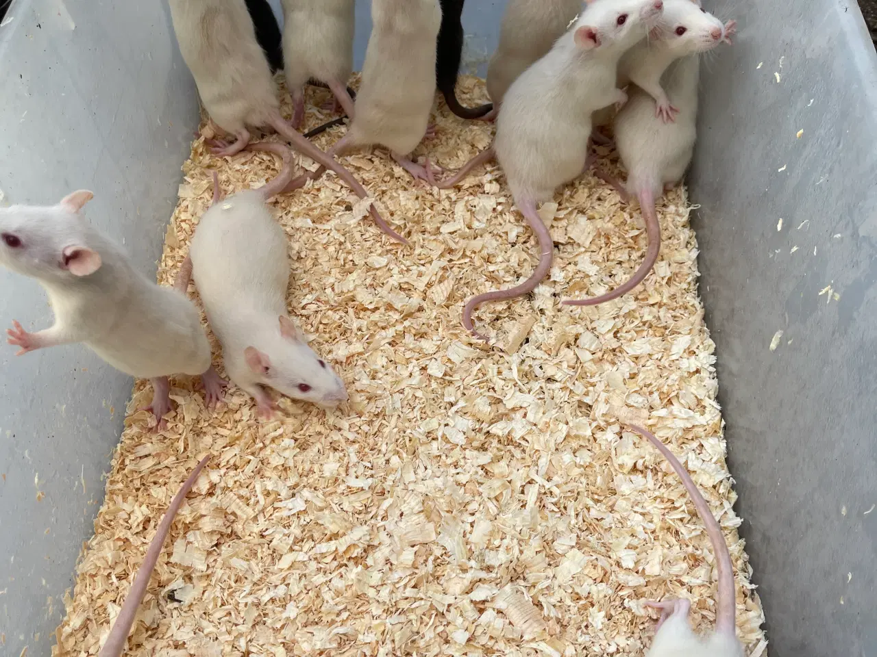 Billede 1 - rotte