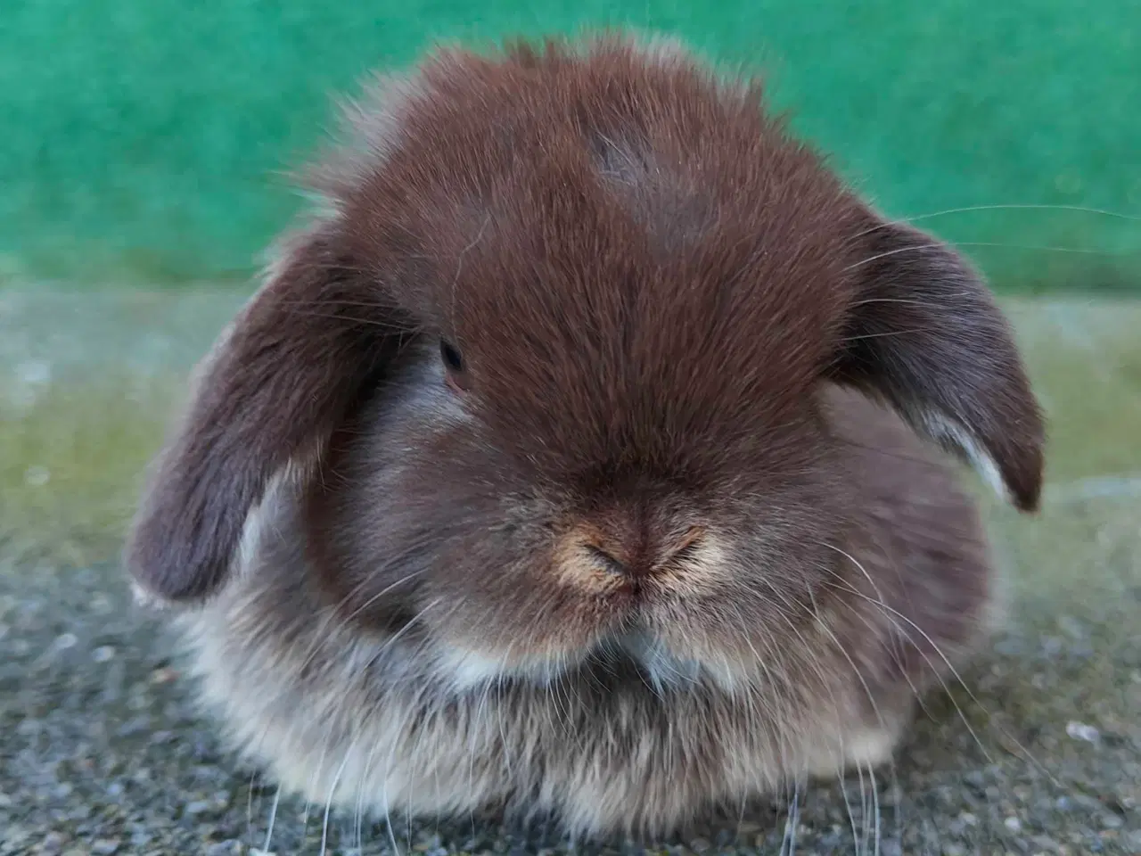 Billede 3 - Minilop hununge