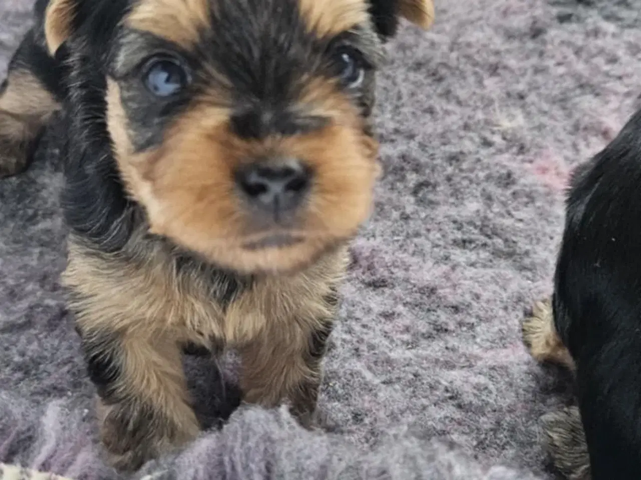 Billede 8 - 4 Yorkshire terrier hvalpe søgør kærlige hjem