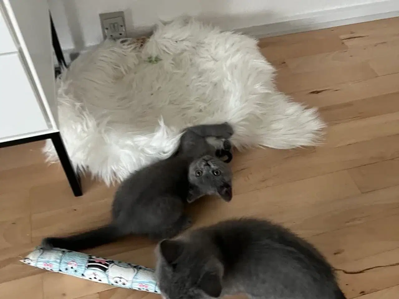 Billede 6 - Skønne British katte 