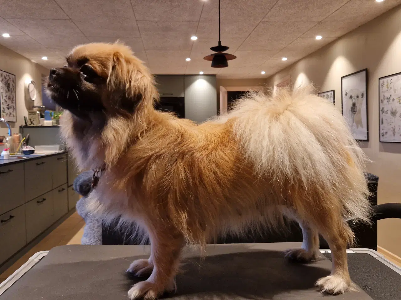 Billede 6 - Tibetanske spaniels