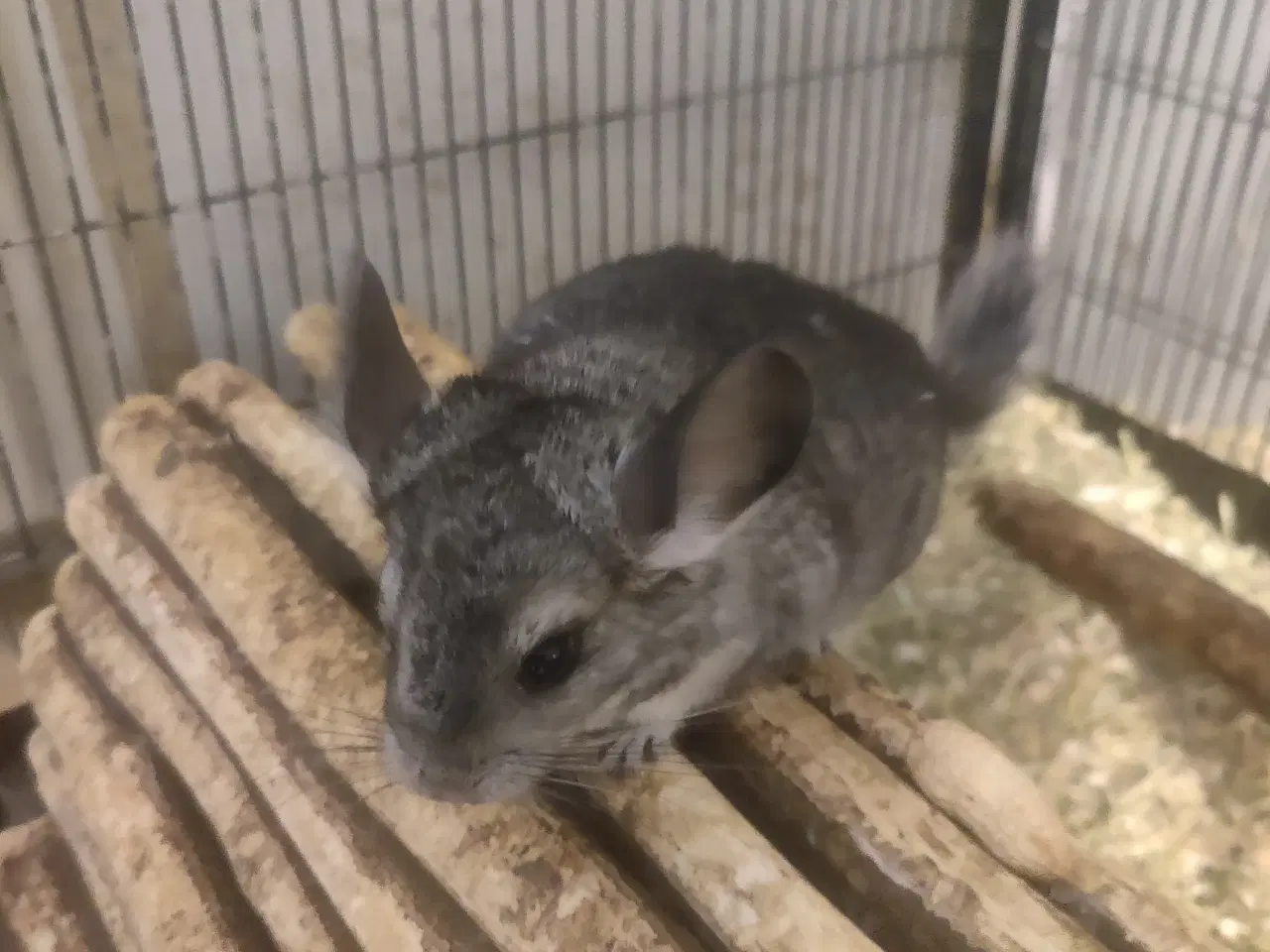 Billede 1 - Chinchilla unge