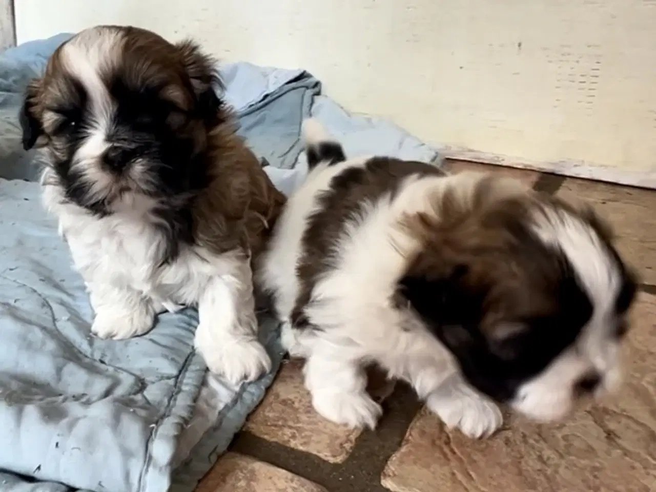 Billede 12 - Allergivenlig Shih Tzu hvalpe