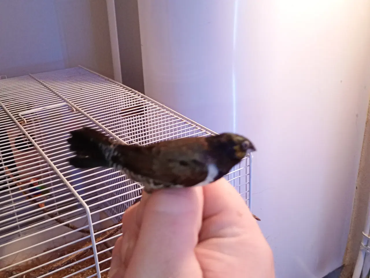 Billede 5 - Lille skade finke