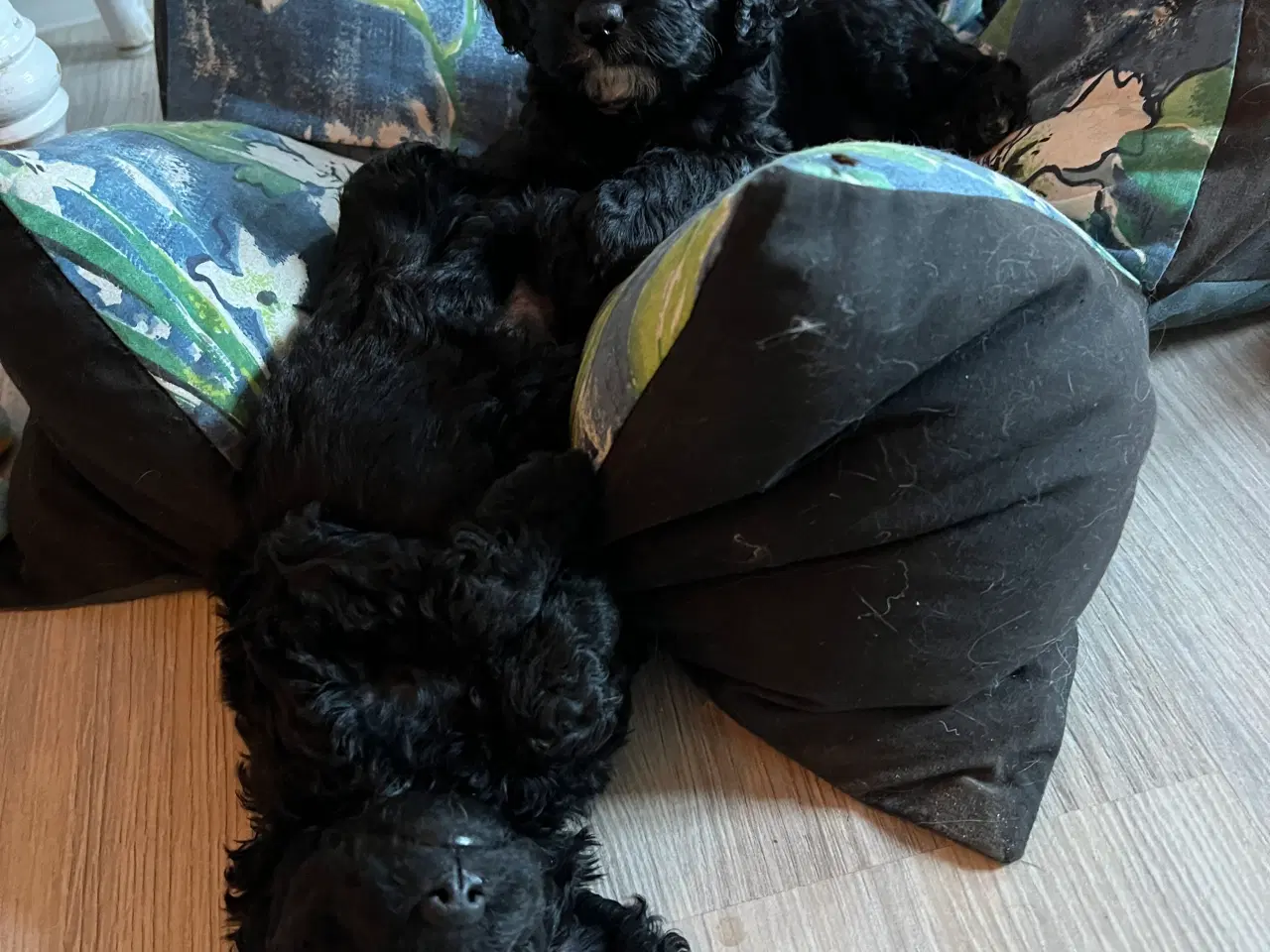 Billede 4 - Cavapoo hvalpe