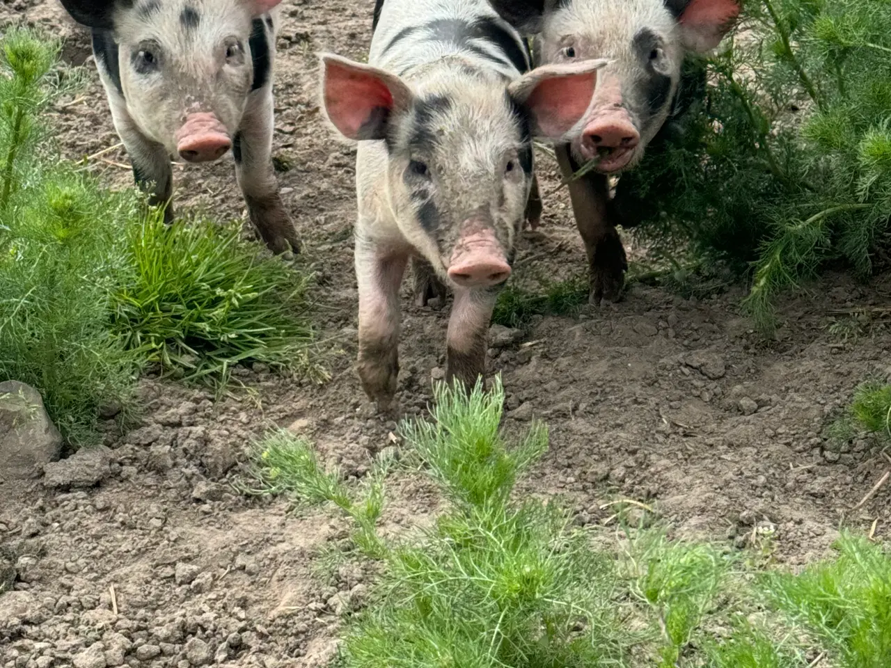 Billede 1 - Smågrise gammel dansk landrace 