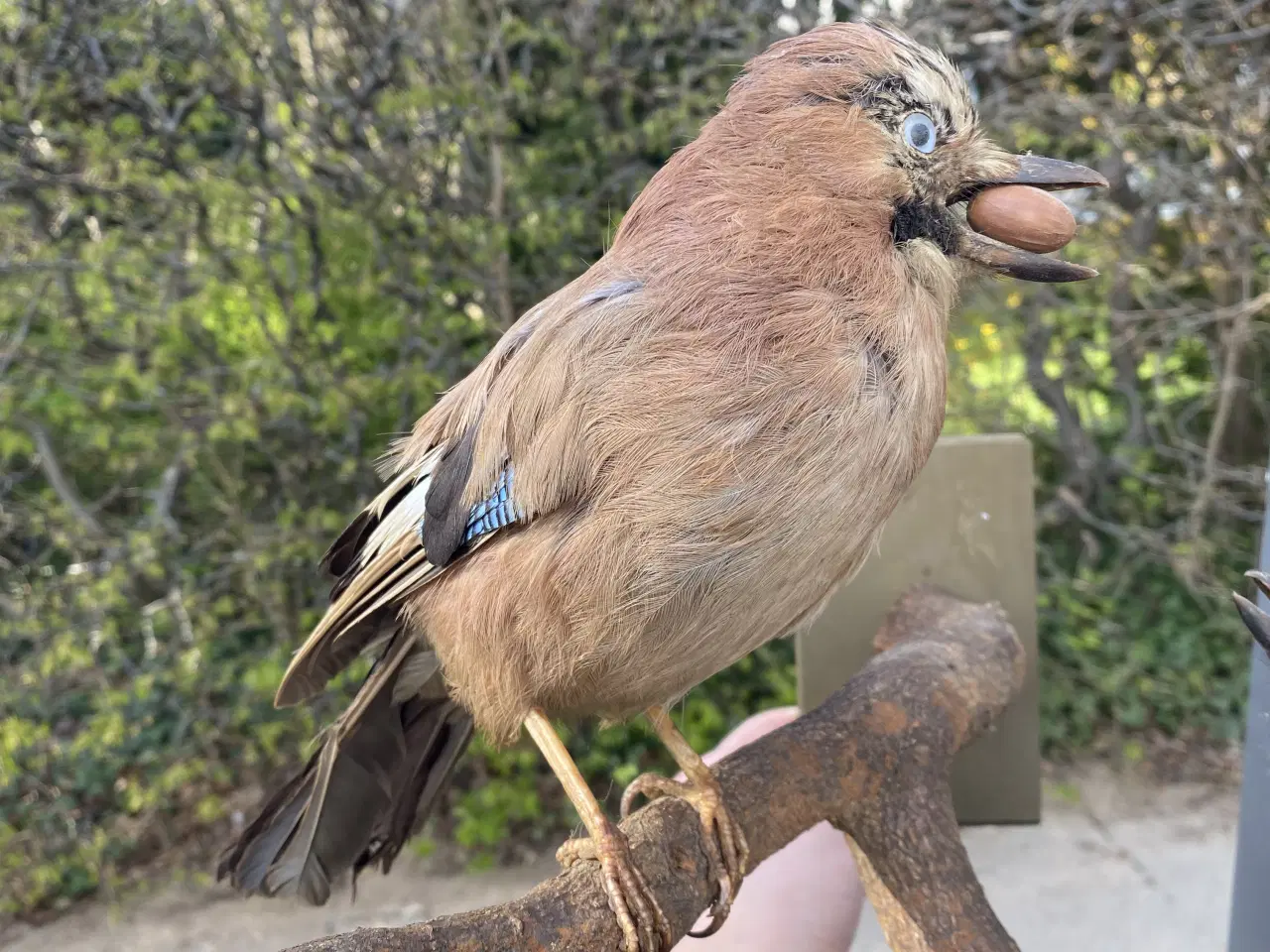 Billede 3 - Udstoppede skovskader