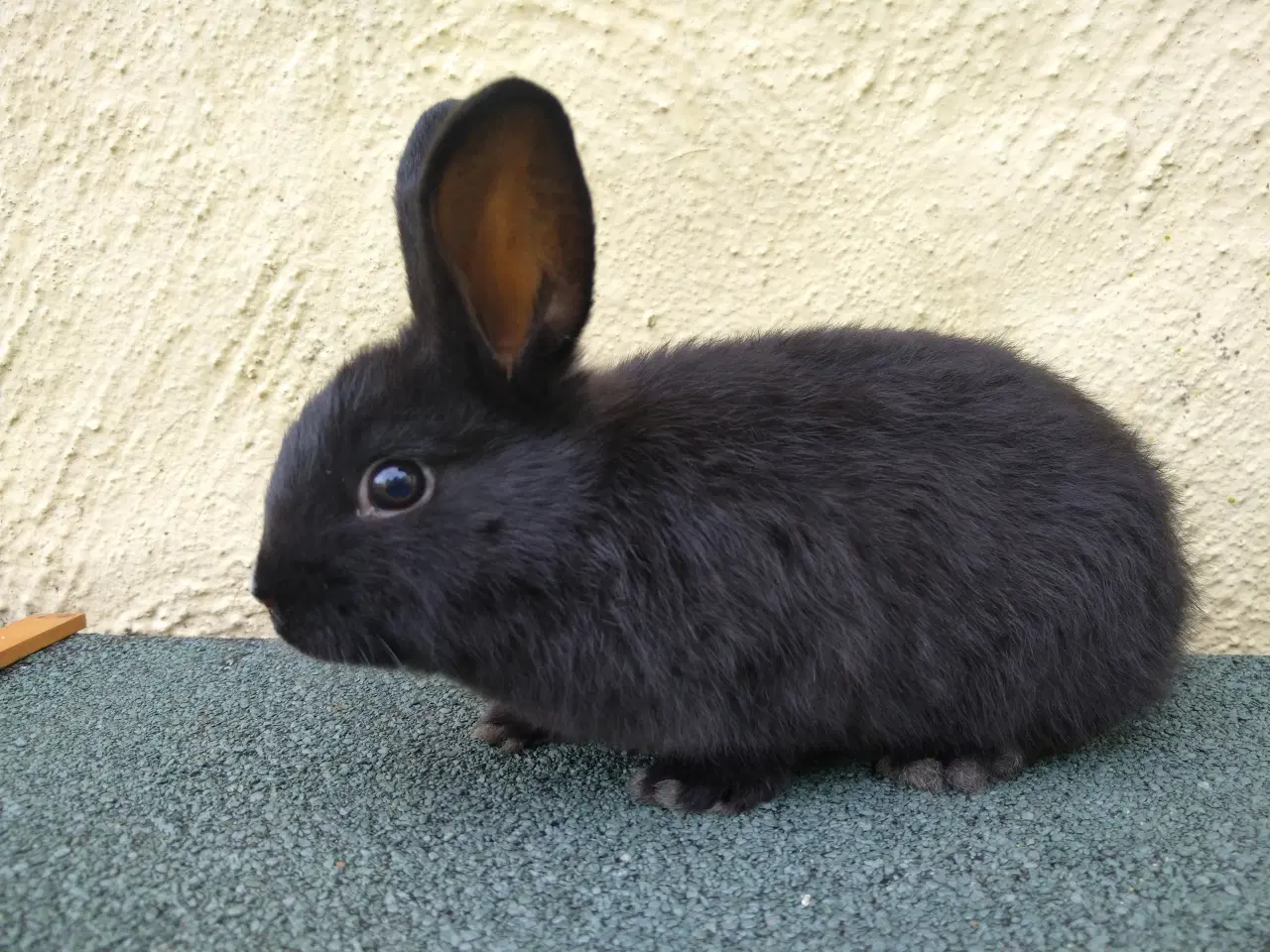 Billede 6 - Han unge hollandsk dværg kanin