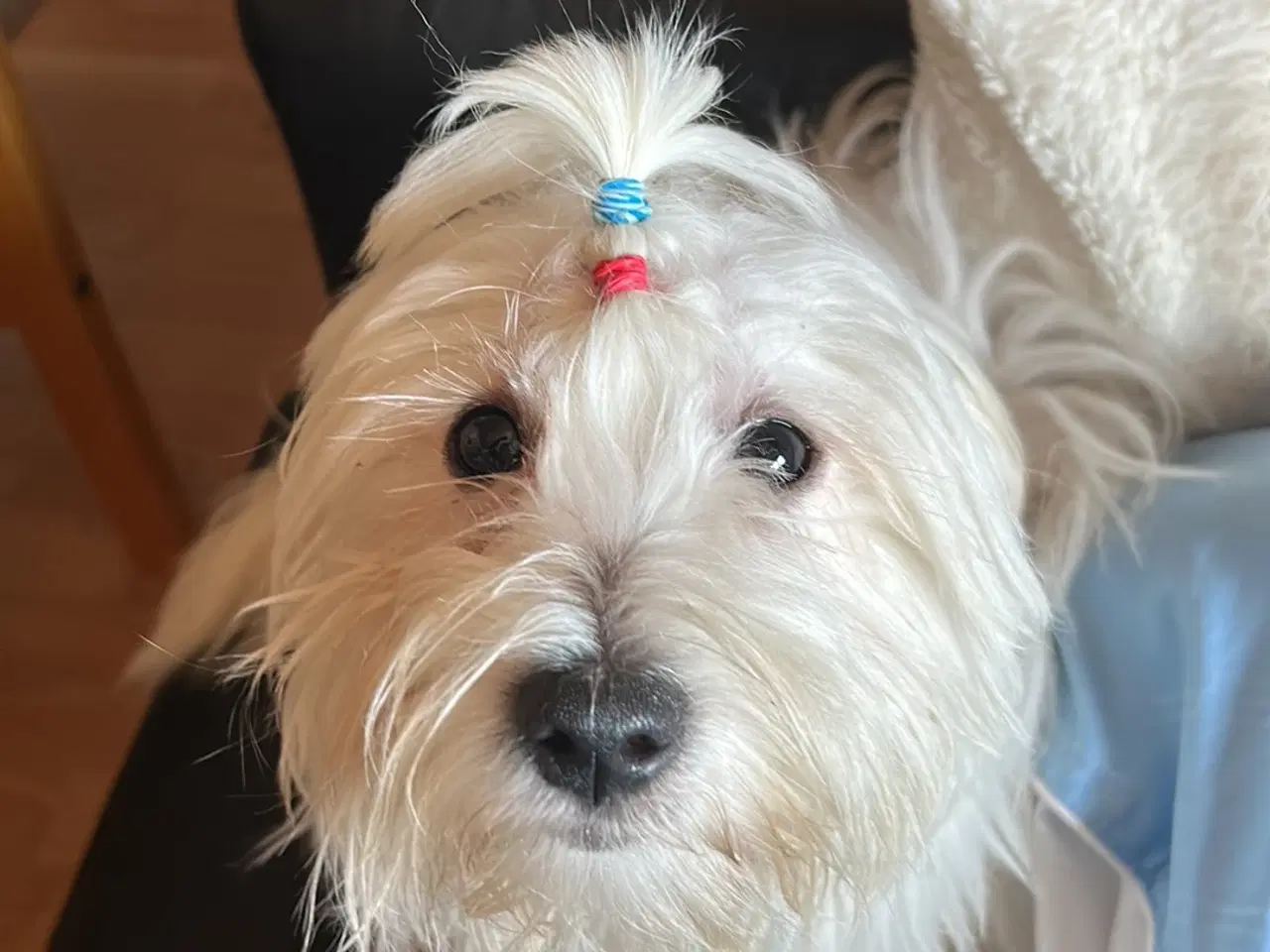 Billede 2 - Hund