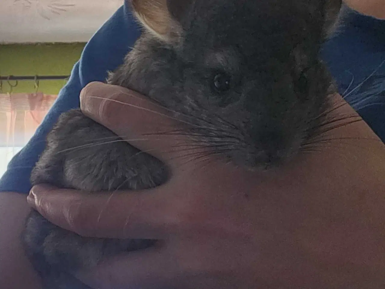 Billede 3 - To chinchilla-brødre søger et hjem