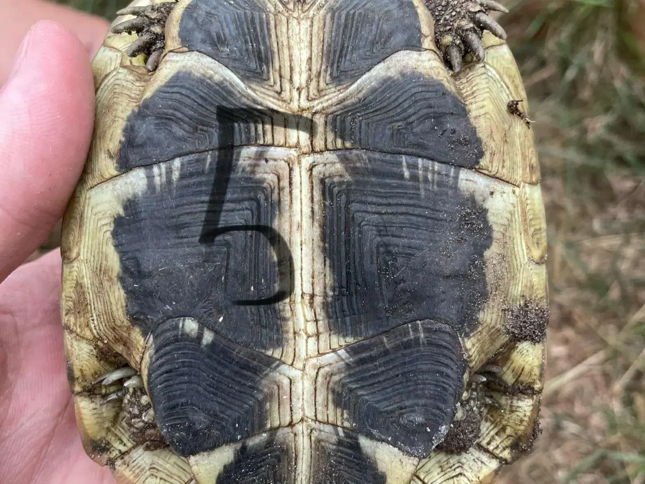 Billede 7 - Skildpadder, Græske landskildpadder 7-9 år