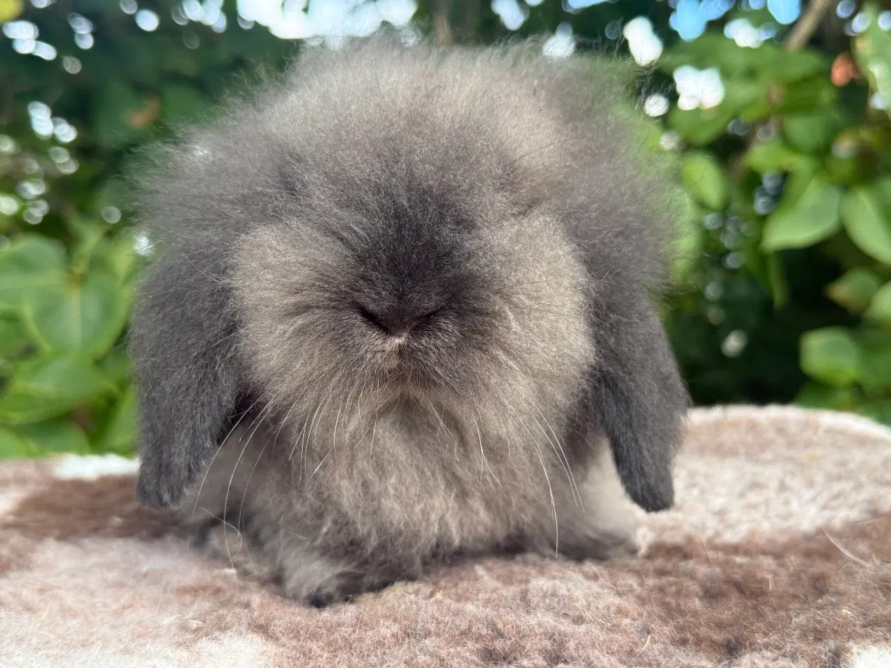 Billede 1 - Mini lion lop