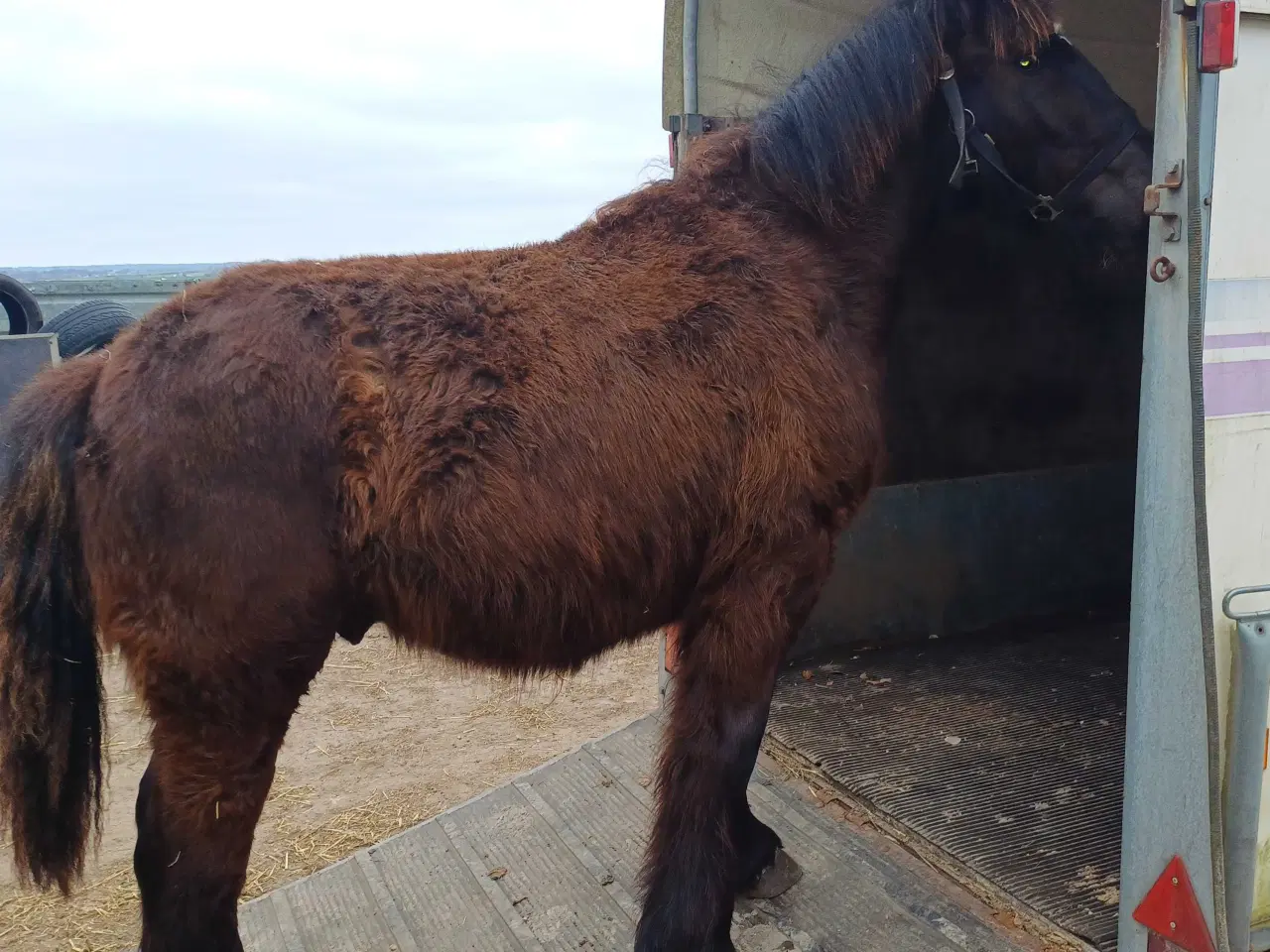 Billede 2 - 1 årig Jyskhest hingst sælges