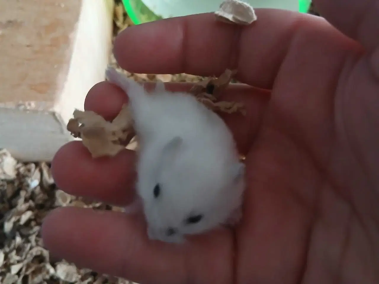 Billede 6 - Dværghamster unger 