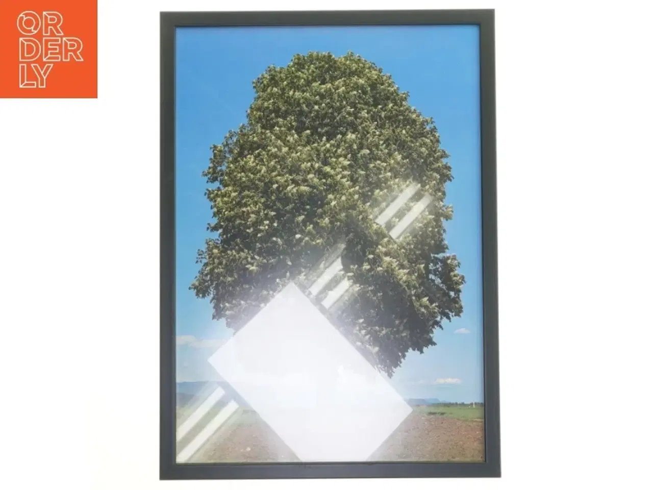 Billede 1 - Plakat med trær (str. 30x42 cm)