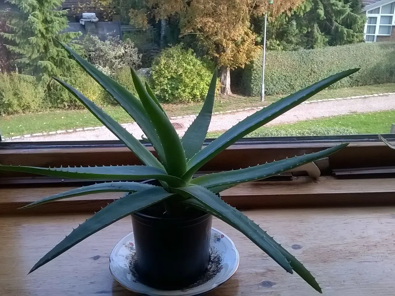 Billede 1 - Aloe Vera planter