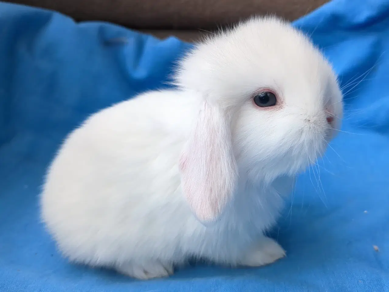 Billede 3 - Minilop kaninunger sælges 