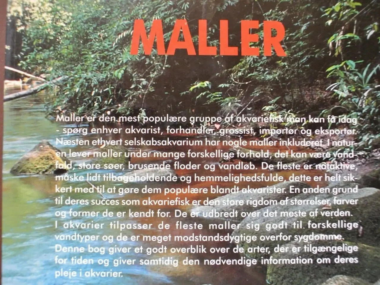 Billede 3 - maller, Af david sands, emne: dyr