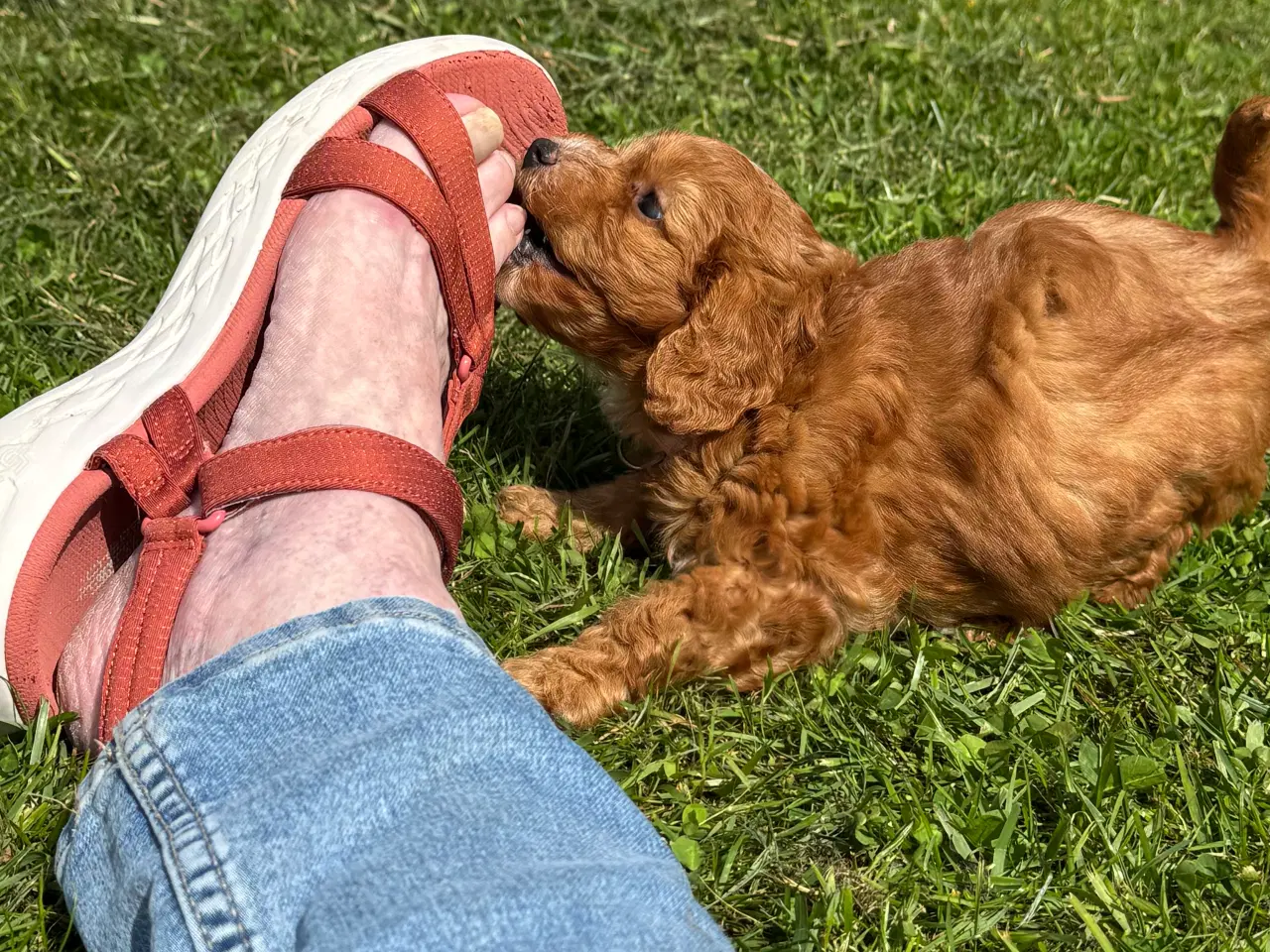 Billede 4 - Cavapoo  