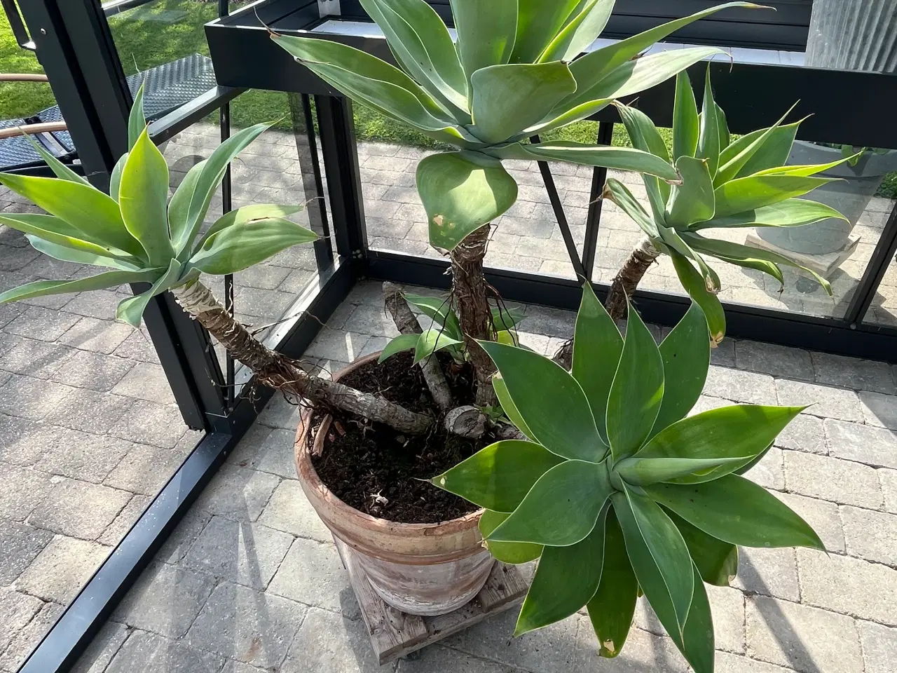 Billede 1 - Opstammet AGAVE Attenuata