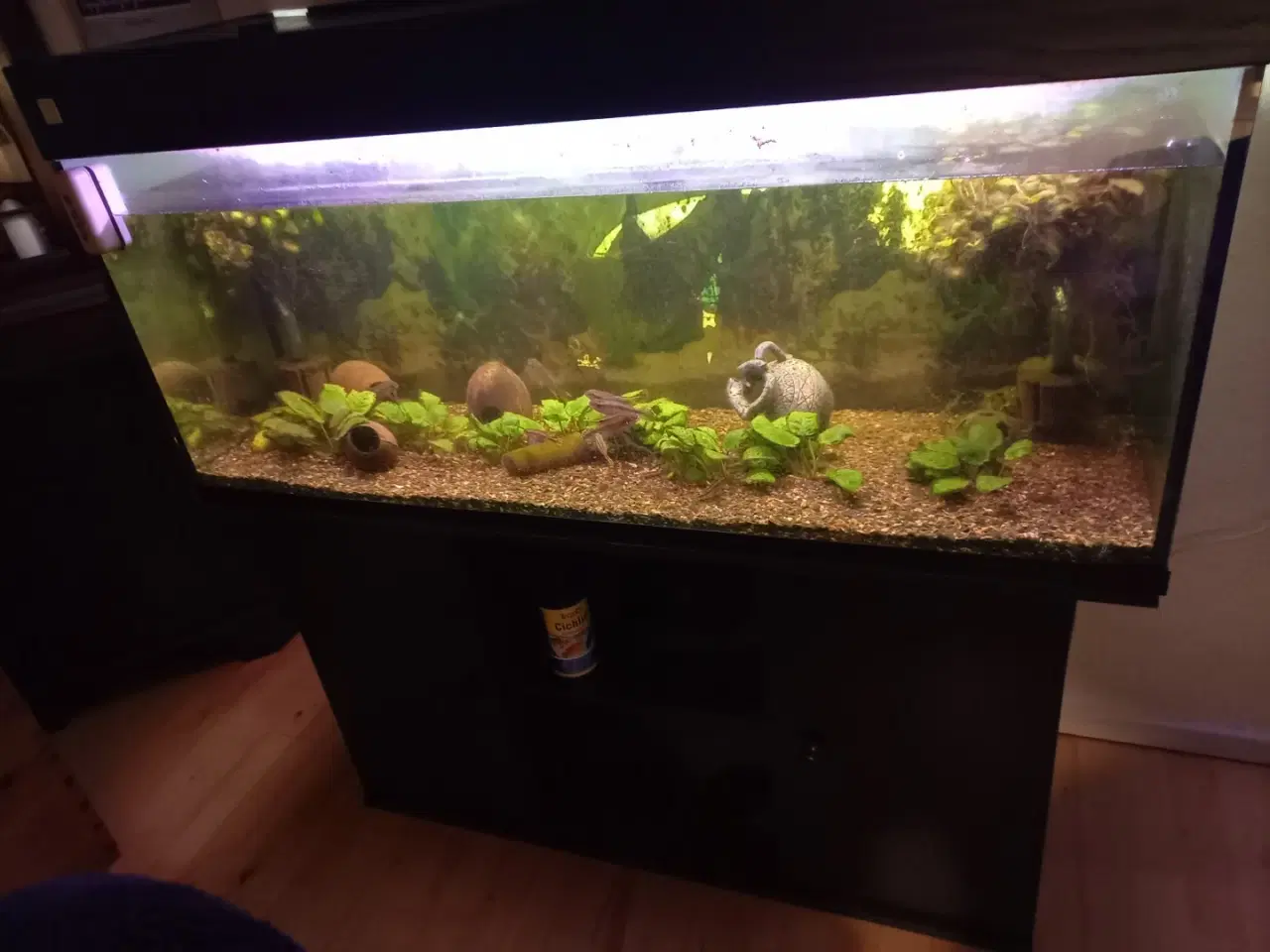 Billede 2 - Akvarium  med fisk og tilbehør 