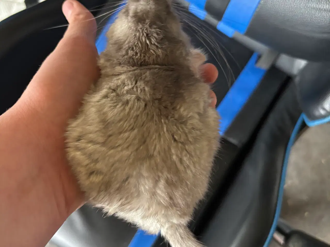 Billede 1 - Chinchilla unge seks uger gammel