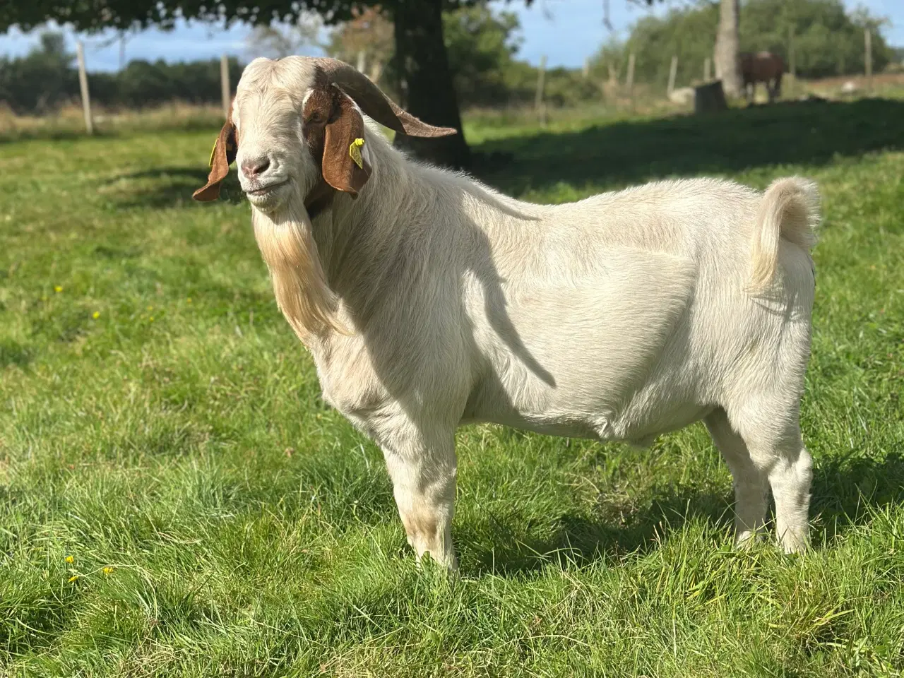 Billede 2 - Boer buk