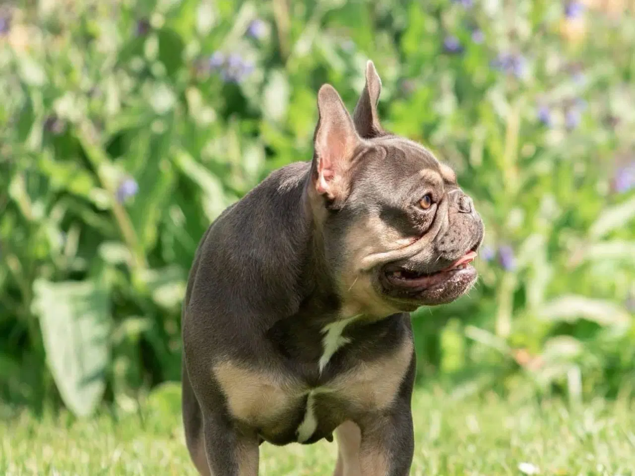 Billede 1 - Fransk bulldog tæve