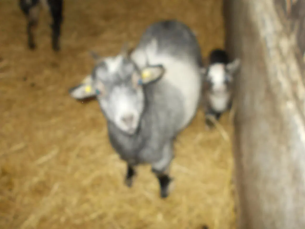 Billede 4 - dværggeder