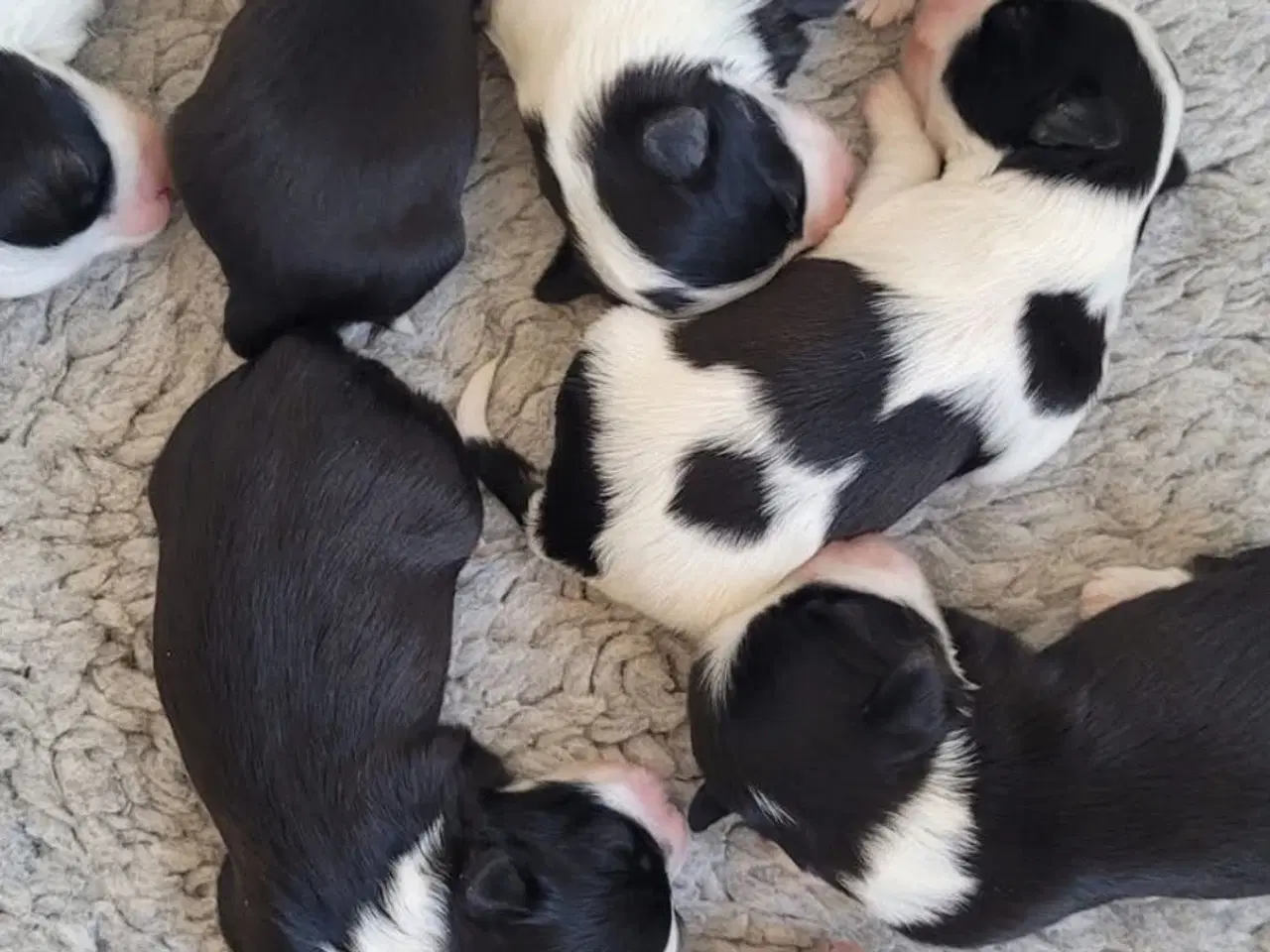 Billede 2 - Bichon havanais hundehvalpe