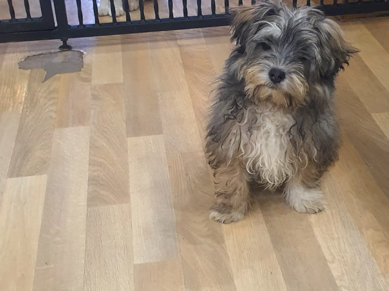 Billede 2 - yorkshire Terrier / Malteser hvalpe (Morkies)