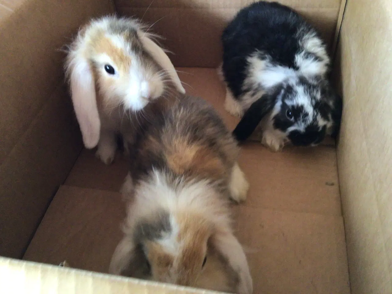 Billede 2 - Minilopper kaniner