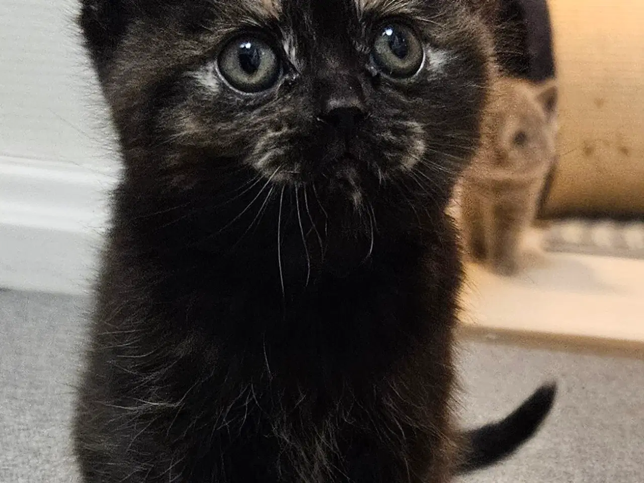 Billede 2 - British shorthair killinger med stamtavle