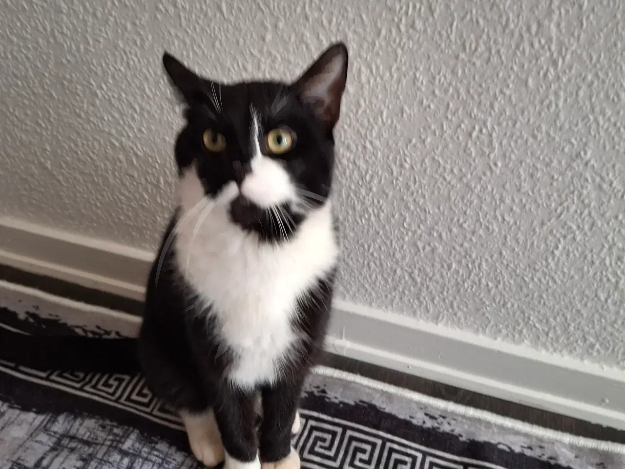 Billede 1 - Huskat