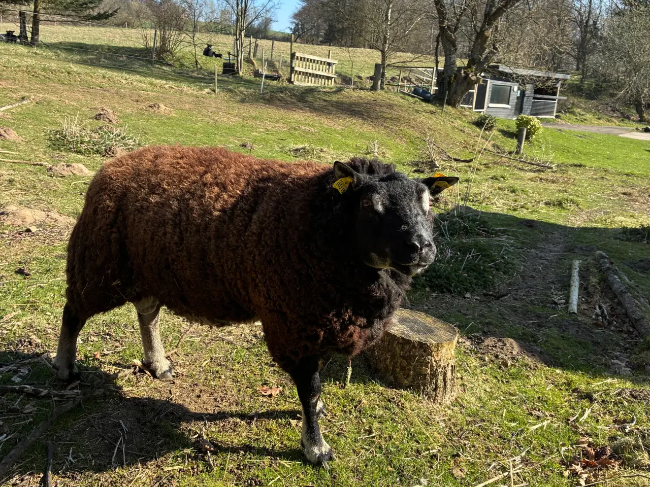 Billede 4 - Flot Texelvædder 