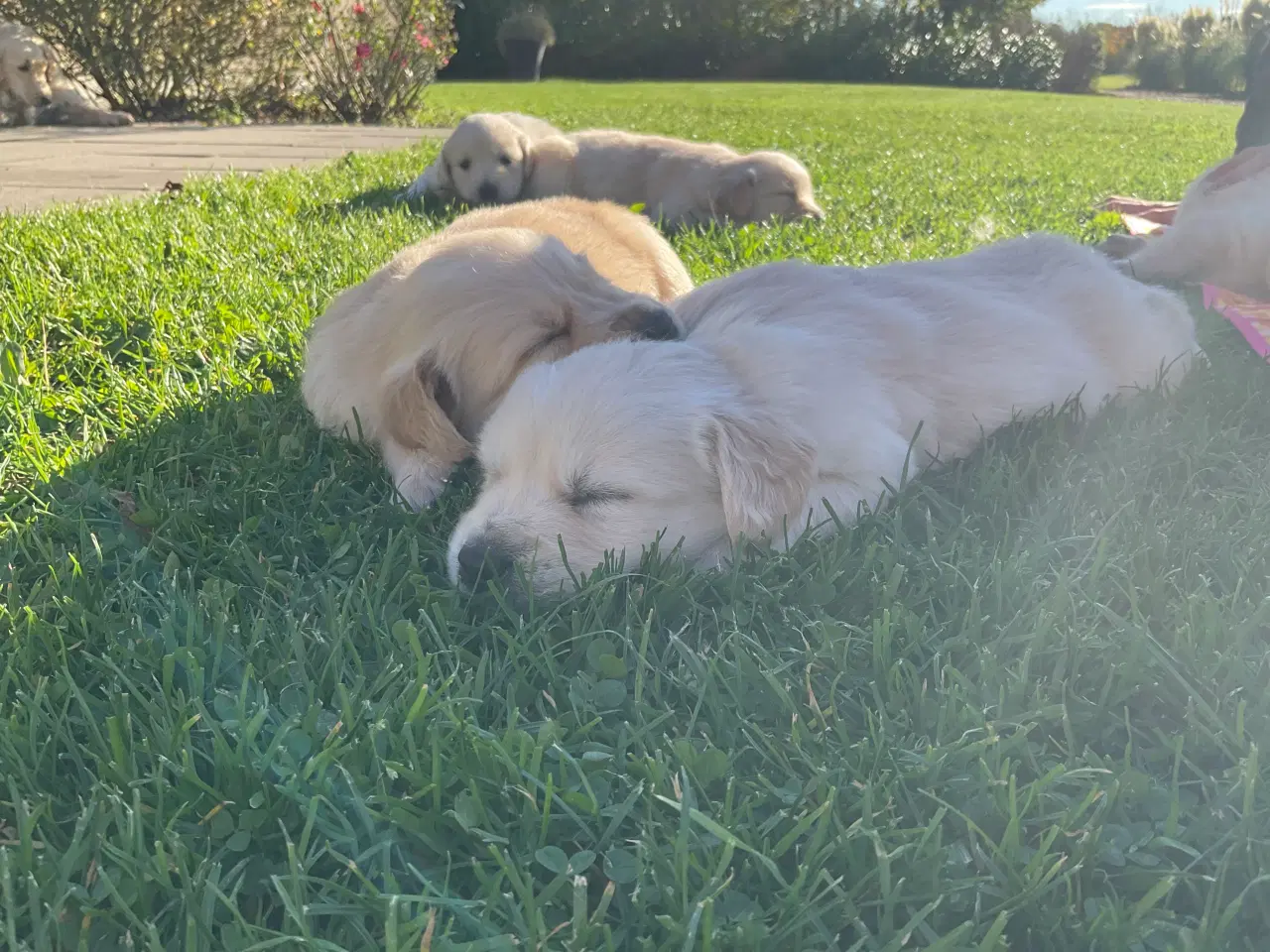 Billede 3 - Golden Retriever hvalpe
