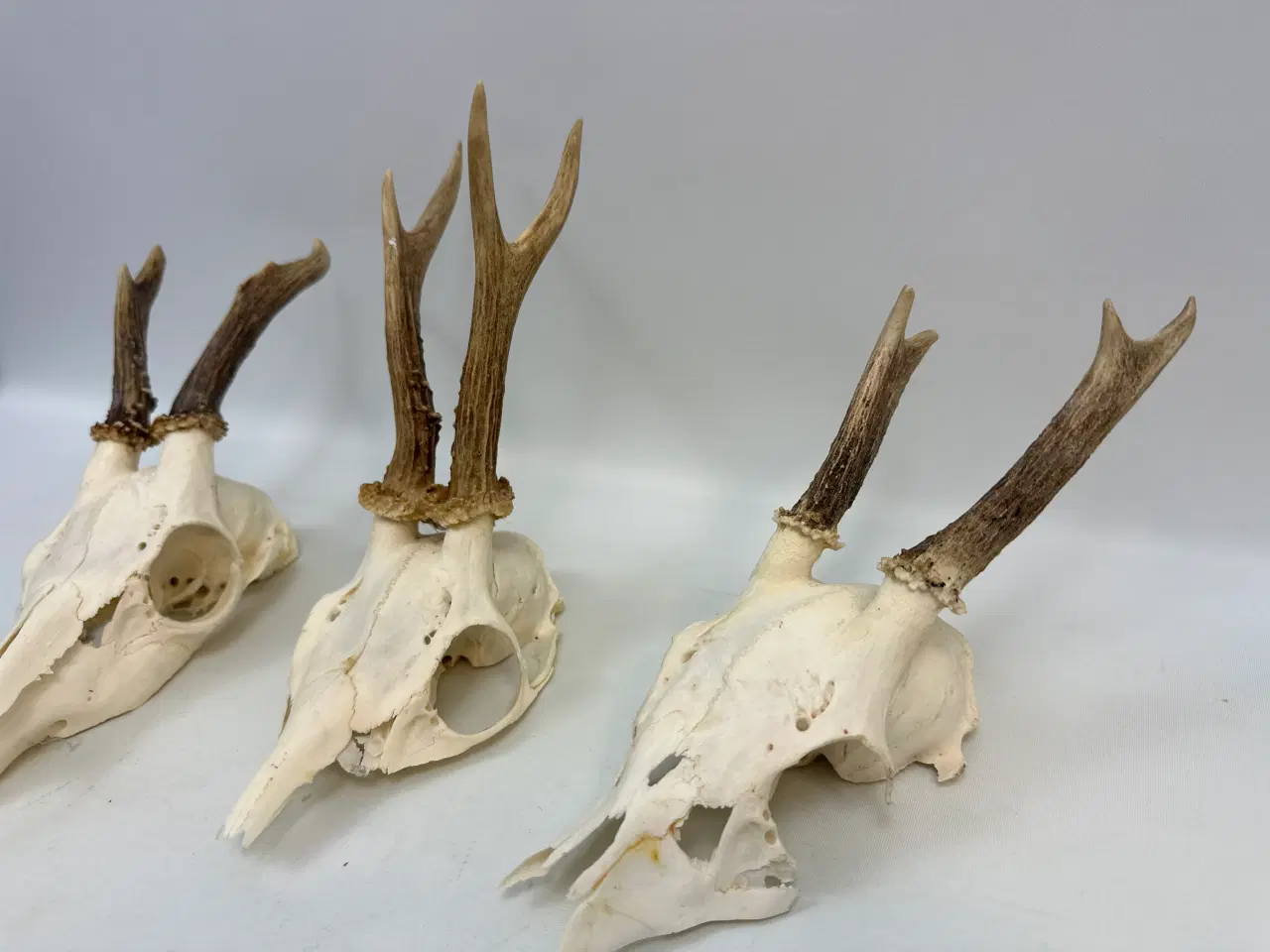 Billede 2 - 3 stk. gevirer