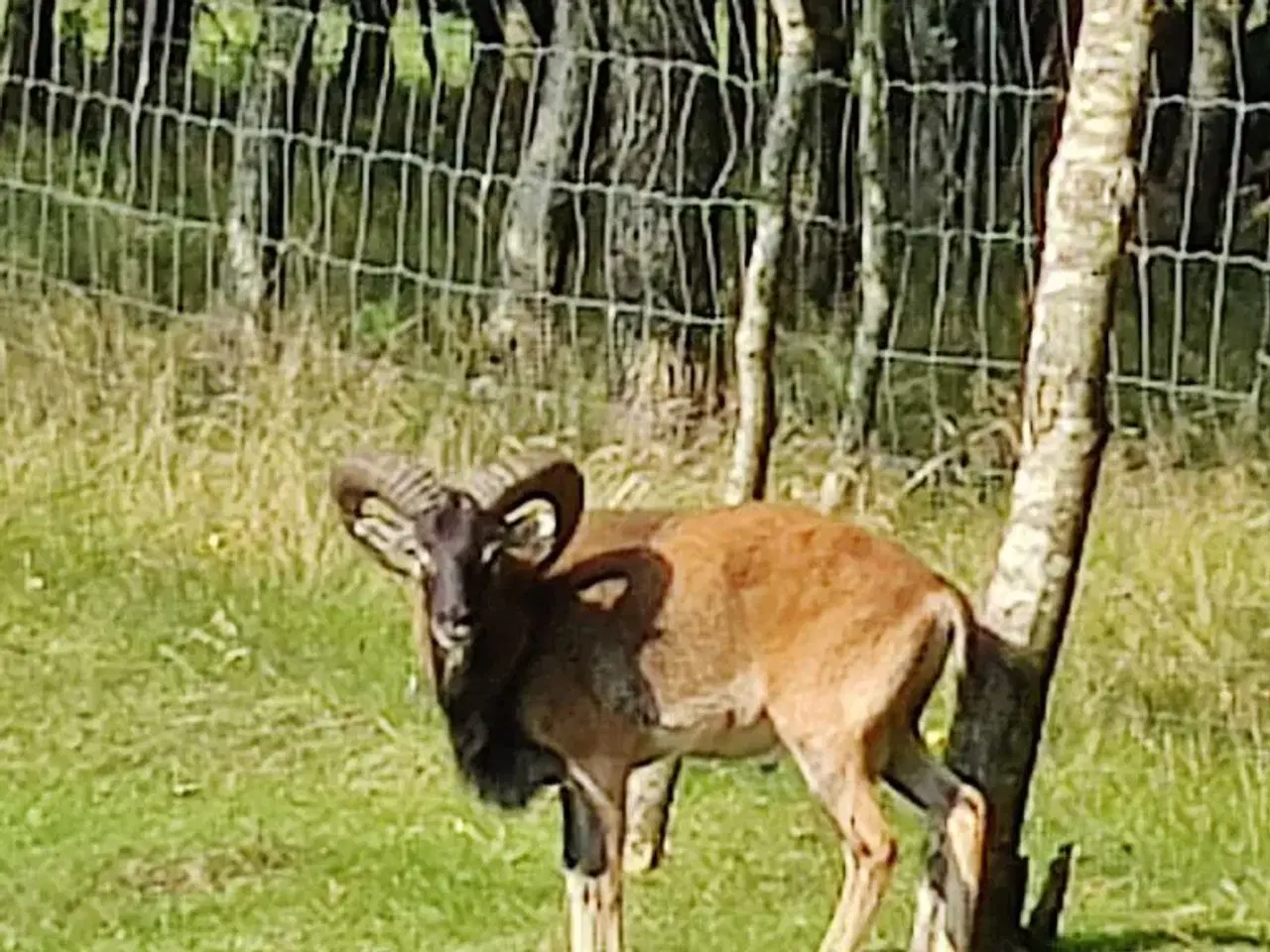 Billede 3 - Muflon vædder