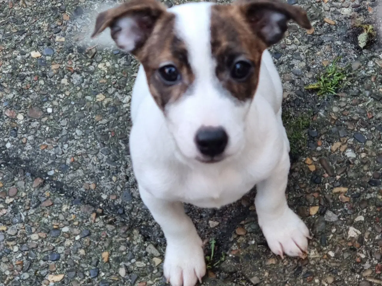 Billede 3 - ( kort beten type ) Jack Russel terrier