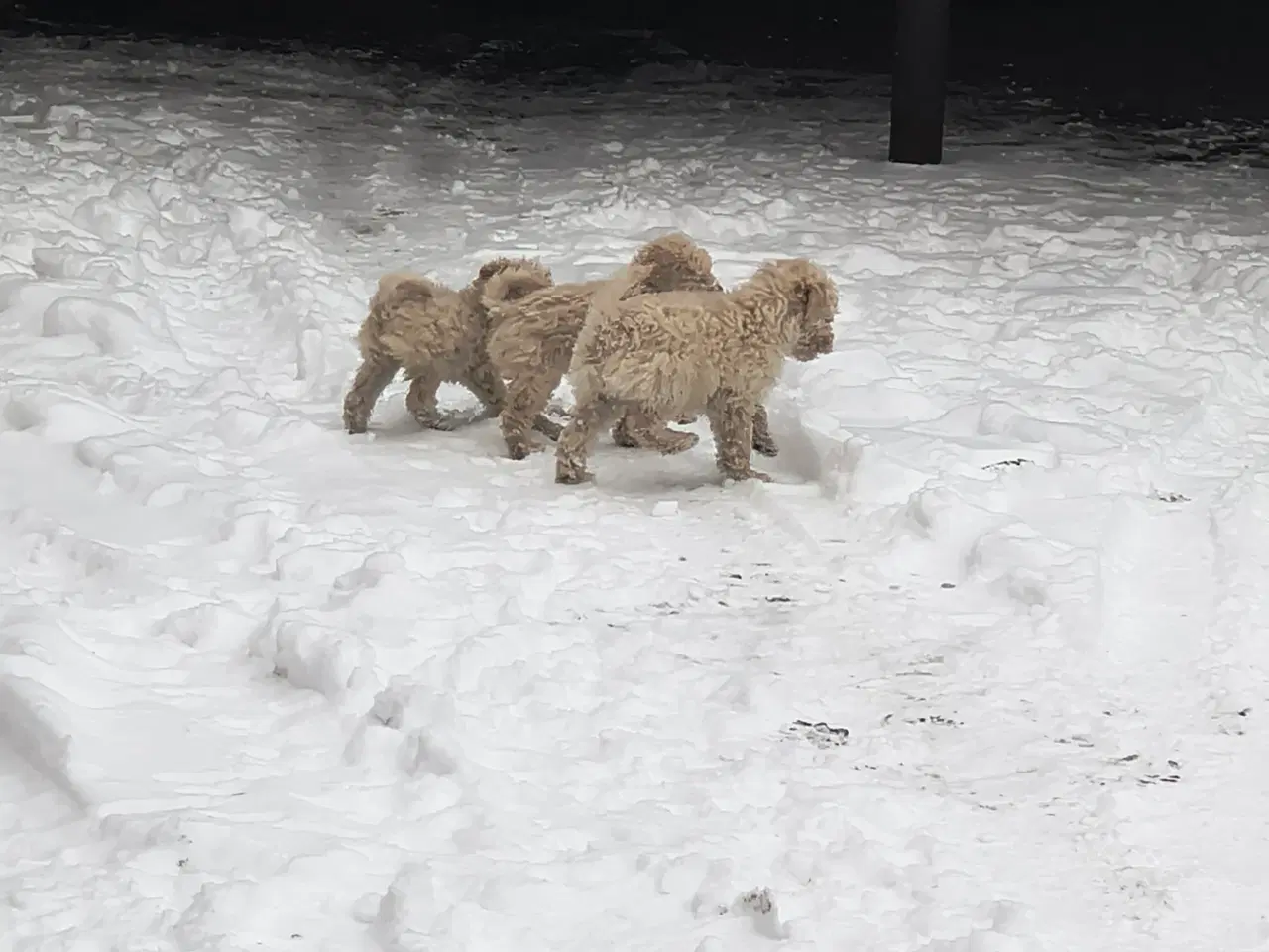 Billede 3 - Smukkeste mellem puddeler 😍