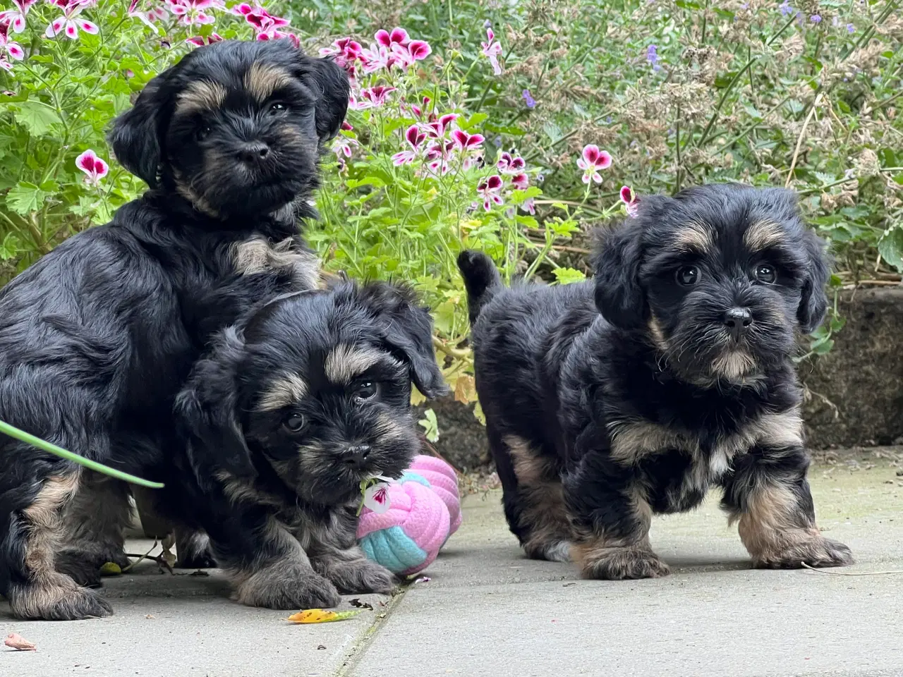 Billede 1 - 🌸Skønne Bichon Havanais 🌸