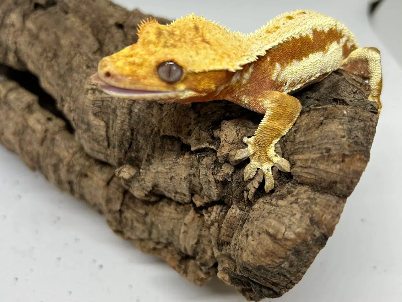 Billede 9 - Lilly White kronegekko han