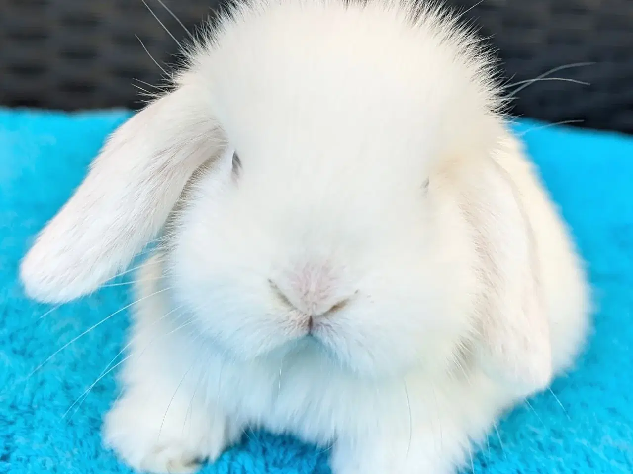 Billede 3 - Minilop kaninunge sælges