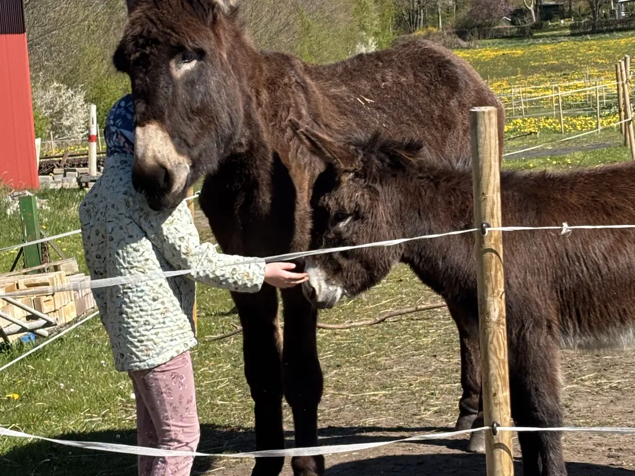 Billede 2 - Stor æsel vallak 