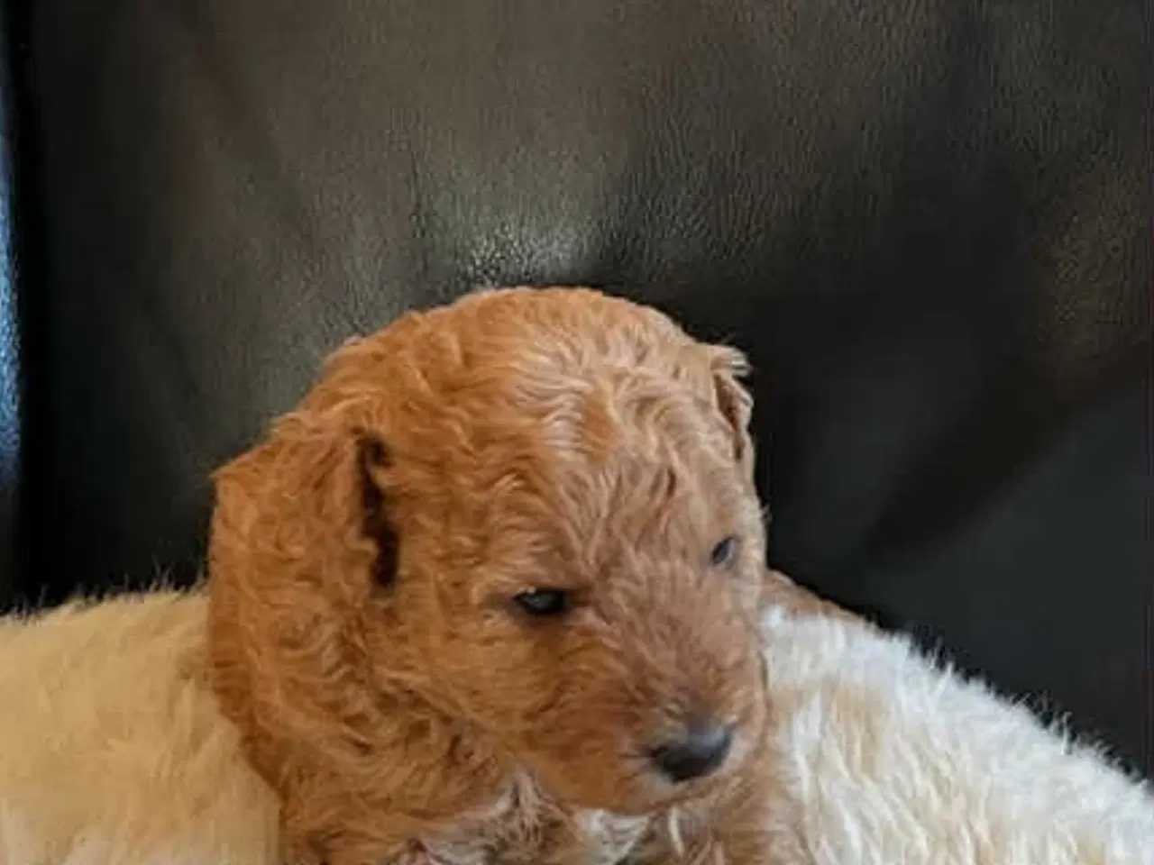 Billede 3 - Labradoodle hvalp - Han