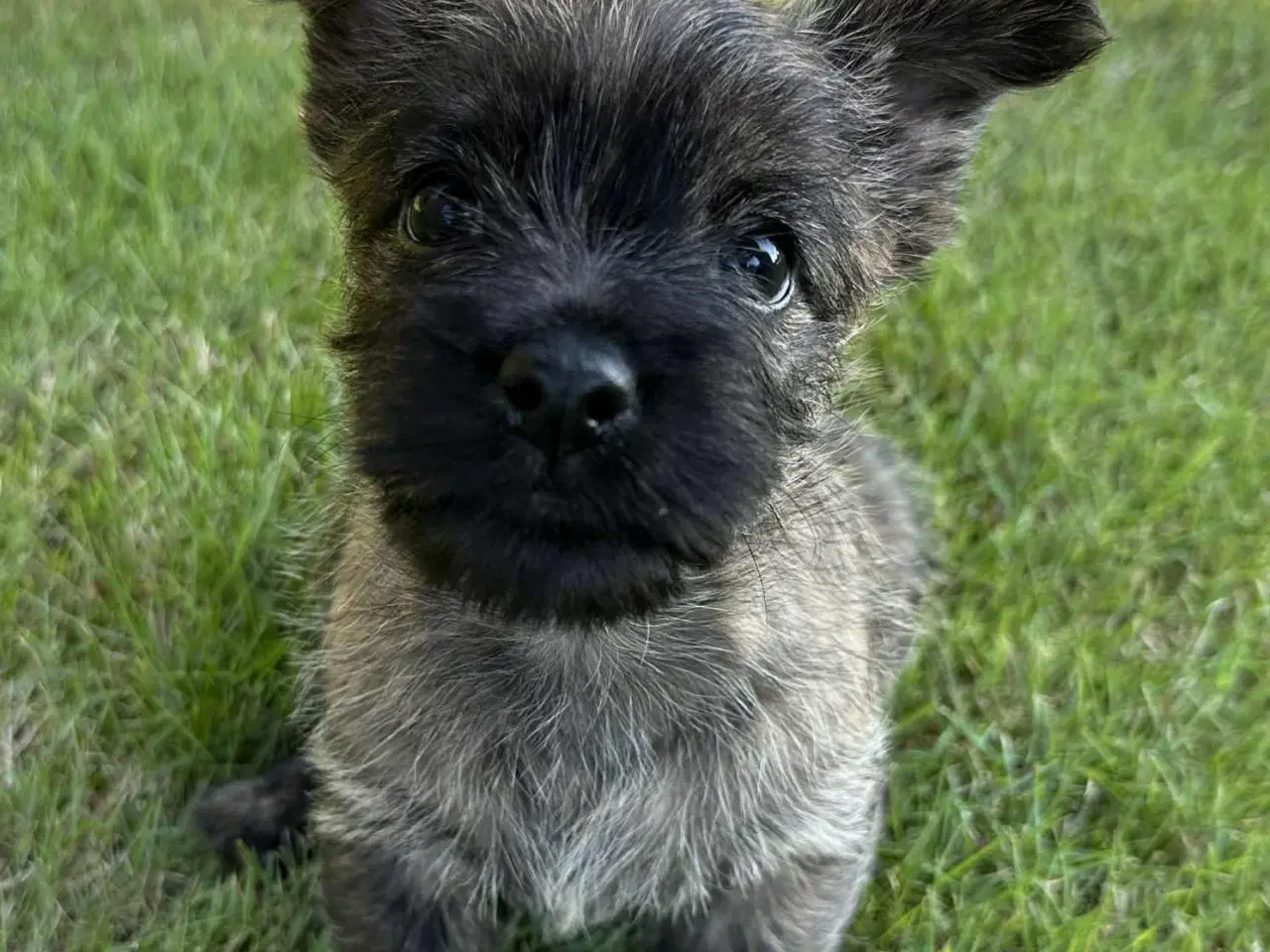 Billede 6 - Cairn terrier hvalpe, ægte uden stambog