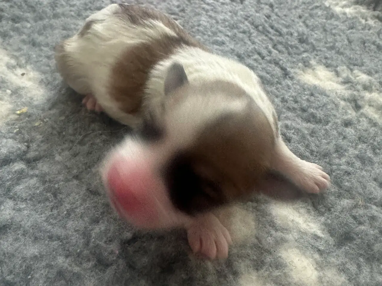 Billede 3 - Lhasa apso - Coco
