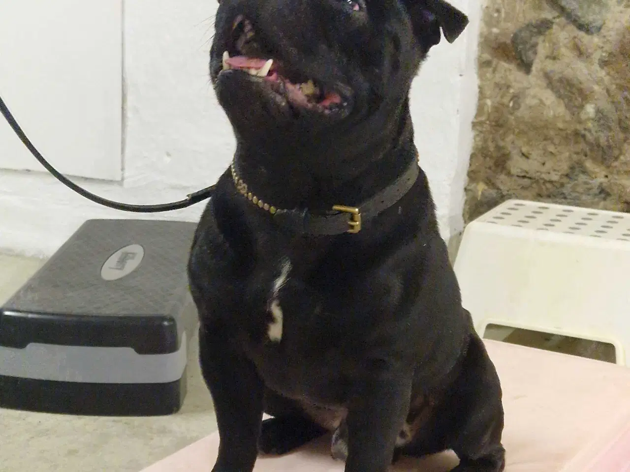 Billede 1 - Den skønneste staff dreng sælges